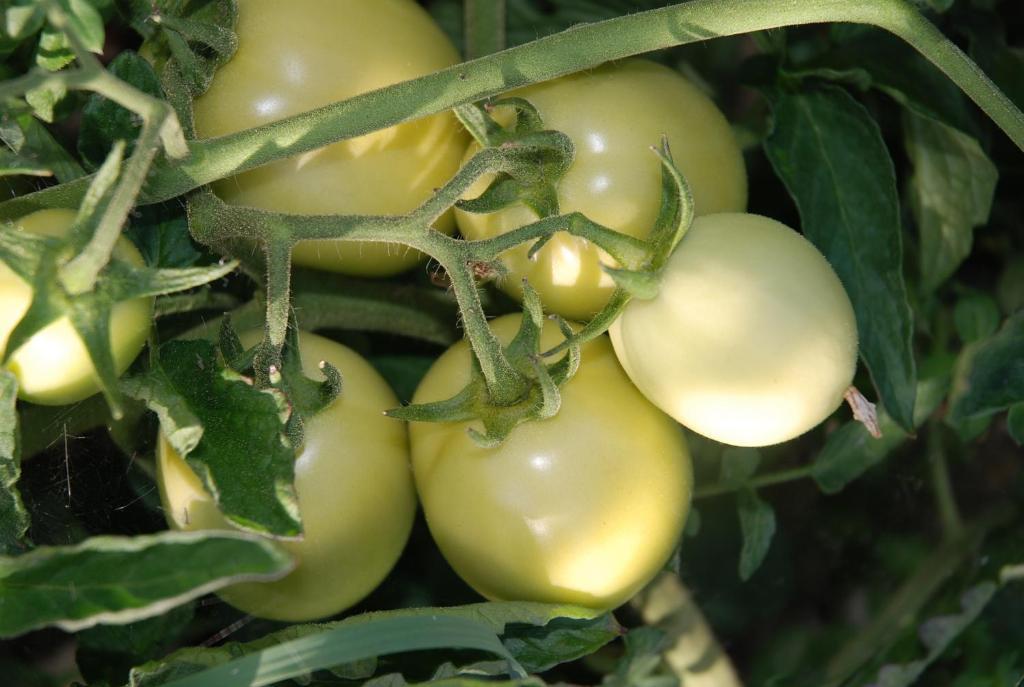 Agriturismo Il Castagnolino Σαν Τζιμινιάνο Δωμάτιο φωτογραφία